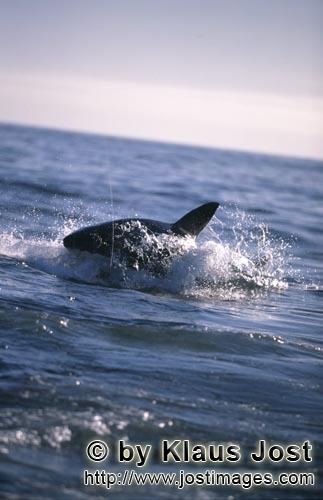 Weißer Hai/Great White shark/Carcharodon carcharias        Weißer Hai jagt eine Suedafrikanische P