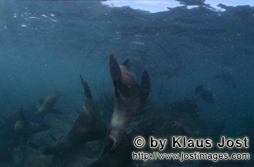 Suedafrikanische Pelzrobbe/South African fur seal/Arctocephalus pusillus        Pelzrobben in der Du