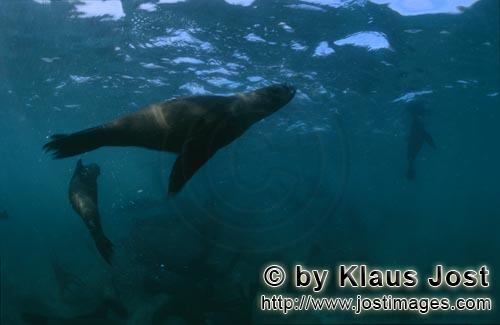 Suedafrikanische Pelzrobbe/South African fur seal/Arctocephalus pusillus        Eine verspielte Sued