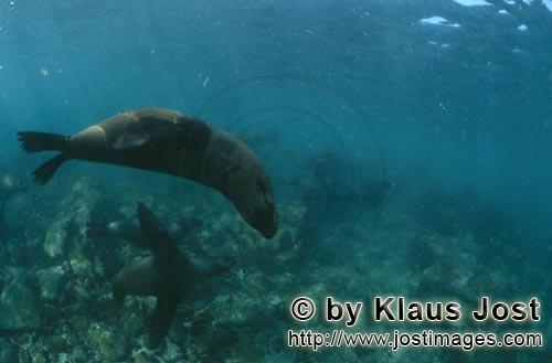 Suedafrikanische Pelzrobbe/South African fur seal/Arctocephalus pusillus        Pelzrobben sind eleg