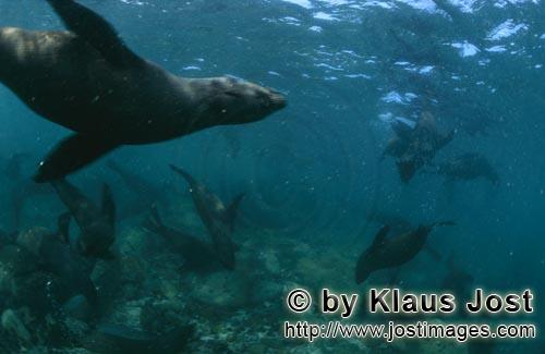 Suedafrikanische Pelzrobbe/South African fur seal/Arctocephalus pusillus        Im Reich der Suedafr