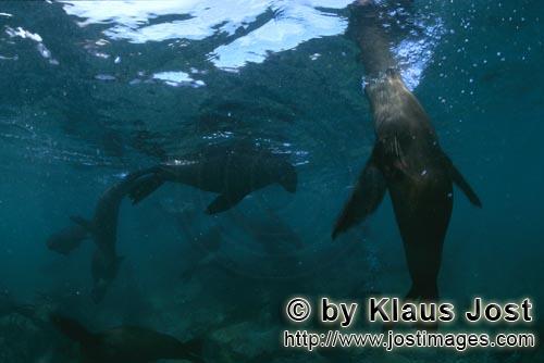 Suedafrikanische Pelzrobbe/South African fur seal/Arctocephalus pusillus        Pelzrobben dicht unt