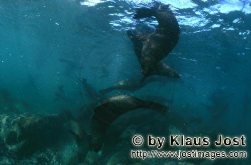 Suedafrikanische Pelzrobbe/South African fur seal/Arctocephalus pusillus        Pelzrobben ueber fel