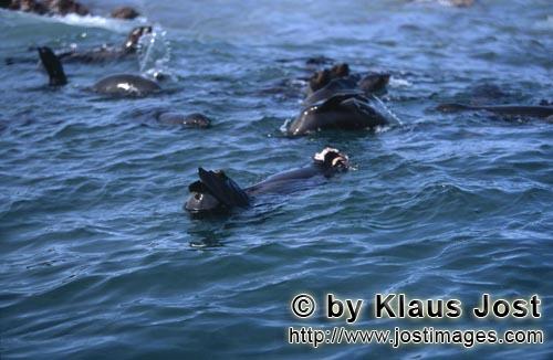 Suedafrikanische Pelzrobbe/South African fur seal/Arctocephalus pusillus        Ein Weisser Hai hat 