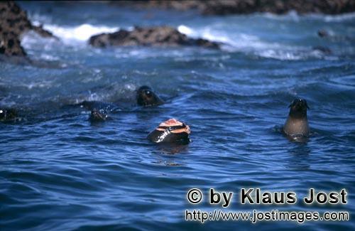 Suedafrikanische Pelzrobbe/South African fur seal/Arctocephalus pusillus        Mit einem Biß hat d