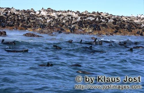 Suedafrikanische Pelzrobbe/South African fur seal/Arctocephalus pusillus        Gyser Rock - Insel v