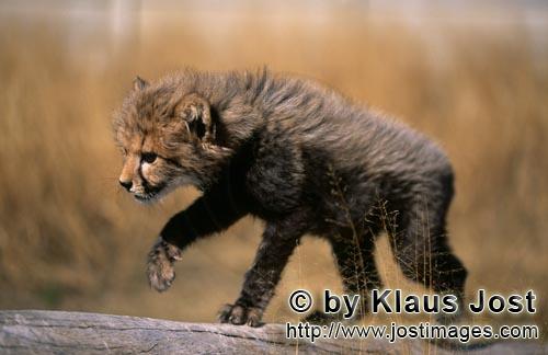 Cheetah/Gepard/Acinonyx jubatus        Baby Gepard huscht über einen Baumstamm        captive        Di