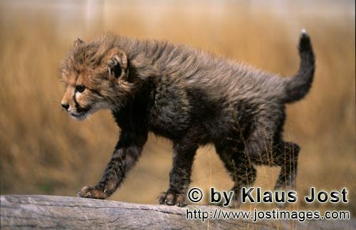 Cheetah/Gepard/Acinonyx jubatus        Kleiner Gepard auf liegendem Baumstamm        captive        Dies