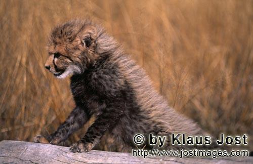 Gepard/Acinonyx jubatus        Baby Gepard stützt sich auf einen liegenden Baumstamm auf        cap