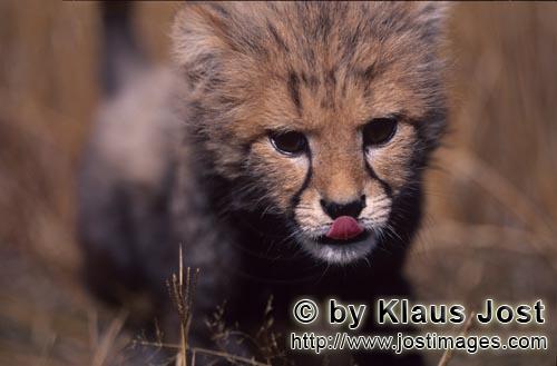 Cheetah/Gepard/Acinonyx jubatus        Baby Gepard mit herausgestreckter Zunge        captive        Die