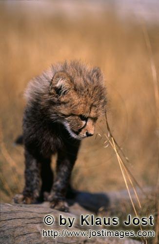 Gepard/Acinonyx jubatus        Baby Gepard auf Entdeckung        captive        Dieser kleine sieben Woc
