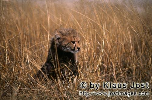 Gepard/Acinonyx jubatus        Baby Gepard haelt Ausschau im hohen Gras        captive        Dieser kle