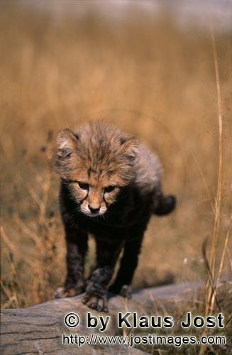 Gepard/Acinonyx jubatus        Baby Gepard vor dem Absprung vom Baumstamm        captive        Dieser k