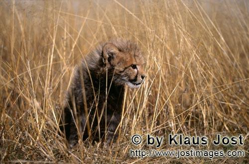 Gepard/Acinonyx jubatus        Baby Gepard umgeben von hohem Gras        captive        Dieser kleine si