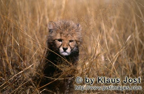 Gepard/Acinonyx jubatus        Ein Baby Gepard schaut grimmig aus dem Gras        captive        Dieser 