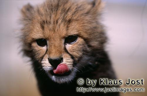 Cheetah/Gepard/Acinonyx jubatus        Baby Gepard Nahaufnahme         captive        Dieser kleine sieb