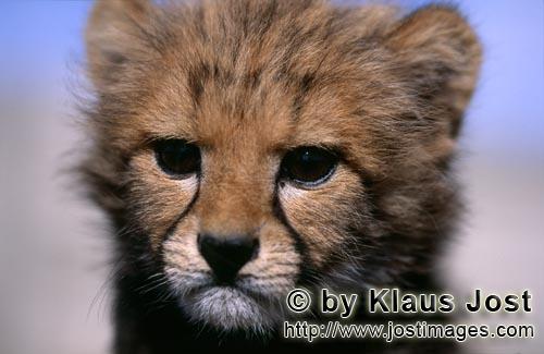 Gepard/Acinonyx jubatus        Baby Gepard Porträt         captive        Dieser kleine sieben Wochen a