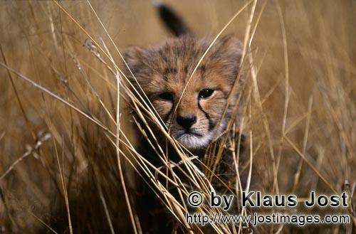 Gepard/Acinonyx jubatus        Baby Gepard im hohem Gras        captive        Dieser kleine sieben Woch