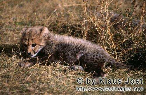 Gepard/Acinonyx jubatus        Baby Gepard im trockenen Gras         captive        Dieser kleine sieben