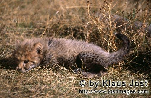 Cheetah/Gepard/        Baby Gepard liegt im Gras        captive        Dieser kleine sieben Wochen alte 