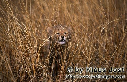Gepard/Acinonyx jubatus        Baby Gepard sieht gefährlich aus        captive        Dieser kleine sie
