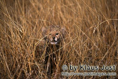 Gepard/Acinonyx jubatus        Baby Gepard schaut interessiert aus dem hohen Gras        captive        