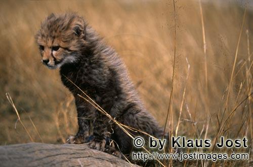 Gepard/Acinonyx jubatus        Baby Gepard klettert auf den liegenden Baumstamm        captive        Di