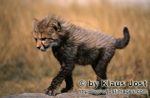 Cheetah/Gepard/Acinonyx jubatus        Mühelos läuft der kleine Gepard über den liegenden Baumsta