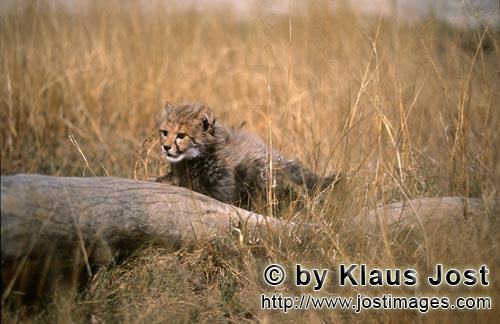 Gepard/Acinonyx jubatus        Baby Gepard hat einen liegenden Baumstamm entdeckt         captive      