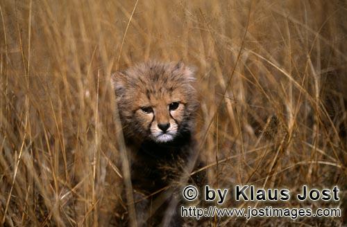 Gepard/Acinonyx jubatus        Baby Gepard schaut aus dem Gras        captive        Dieser kleine siebe