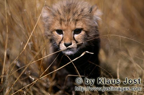 Gepard/Acinonyx jubatus        Kleiner Gepard in hohem ausgetrockneten Gras         captive        Diese
