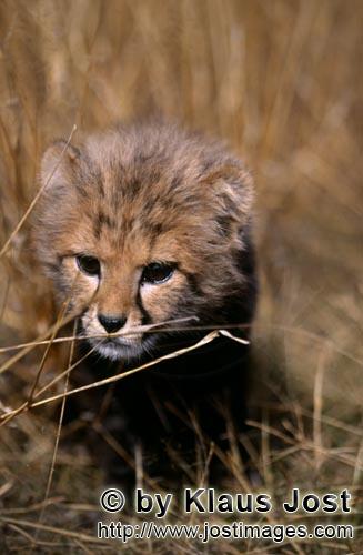 Gepard/Acinonyx jubatus        Baby Gepard im Gras        captive        Dieser kleine sieben Wochen alt