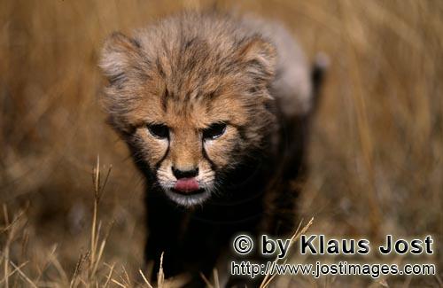 Gepard/Acinonyx jubatus        Baby Gepard schleicht sich an        captive        Dieser kleine sieben 