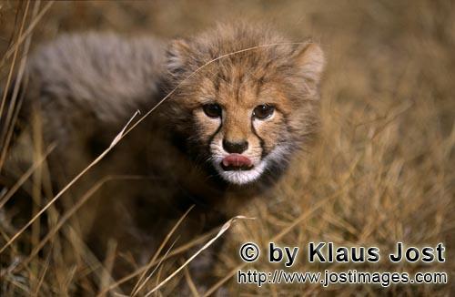 Gepard/Acinonyx jubatus        Baby Gepard kommt aus dem Gras heraus        captive        Dieser kleine