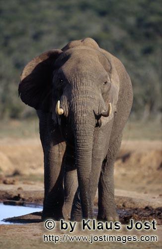 African Elephant/Afrikanischer Elefant/Loxodonta africana        Afrikanischer Elefant prueft die La