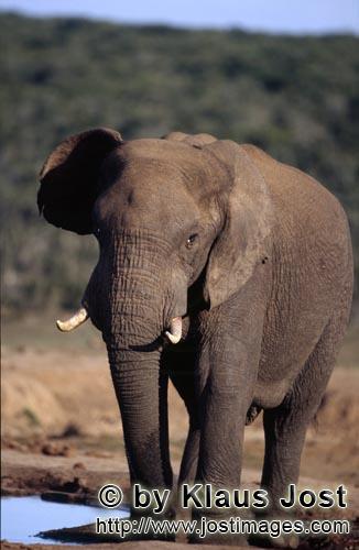 African Elephant/Afrikanischer Elefant/Loxodonta africana        Afrikanischer Elefant trinkt an der