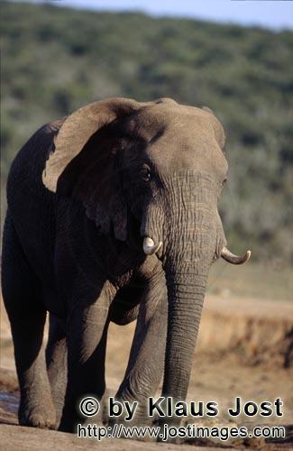 African Elephant/Afrikanischer Elefant/Loxodonta africana        Afrikanischer Elefant verläßt die