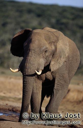 African Elephant/Afrikanischer Elefant/Loxodonta africana        Elefantenbulle an der Wasserstelle<