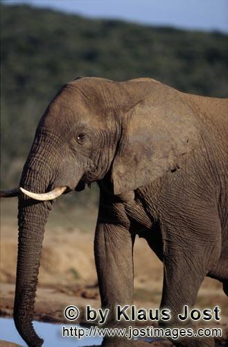 African Elephant/Afrikanischer Elefant/Loxodonta africana        Afrikanischer Elefant an der Wasser
