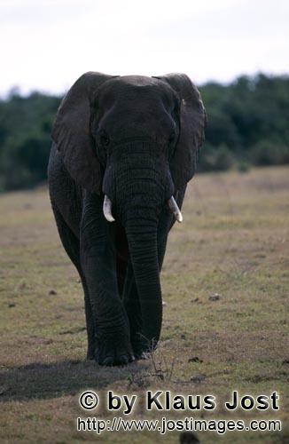 African Elephant/Afrikanischer Elefant/Loxodonta africana        Afrikanischer Elefant         El