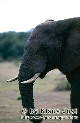African Elephant/Afrikanischer Elefant/Loxodonta africana        Seitliches Elefanten Portraet    