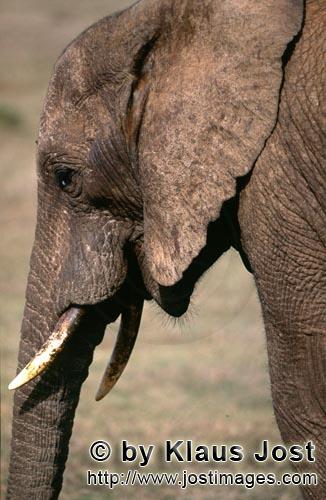 African Elephant/Afrikanischer Elefant/Loxodonta africana        Portraet eines Afrikanischen Elefa
