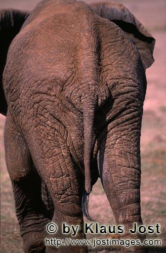 African Elephant/Afrikanischer Elefant/Loxodonta africana        Elefanten Rueckseite        Elefanten sind