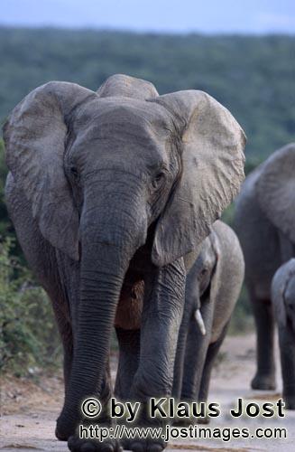 African Elephant/Afrikanischer Elefant/Loxodonta africana        Elefanten auf dem Weg zur Wasserste