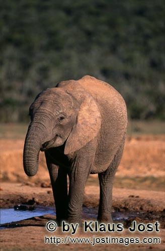 African E lephant/Afrikanischer Elefant/Loxodonta africana        Afrikanischer Elefant an Wasserste