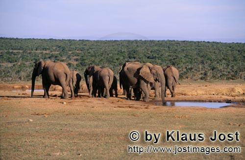 African Elephant/Afrikanischer Elefant/Loxodonta africana        Afrikanische Elefanten Herde     