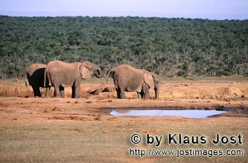 African Elephant/Afrikanischer Elefant/Loxodonta africana        Afrikanische Elefanten beim Trinken