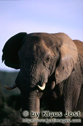 African Elephant/Afrikanischer Elefant/Loxodonta africana africana        Afrikanischer Elefant beob