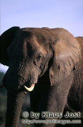 African Elephant/Afrikanischer Elefant/Loxodonta africana africana        Der pruefende Blick des Afrik