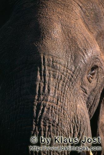 African Elephant/Afrikanischer Elefant/Loxodonta africana africana        Kopf Nahaufnahme vom Afrik